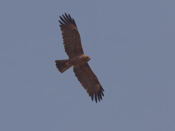 <h3><a href="/trips/gambia/biota/animalia/chordata/aves/017 accipitriformes/004 accipitridae/aquila rapax/aquila rapax-nl.html">Aquila&nbsp;rapax</a> / Tawny&nbsp;eagle / Savannearend</h3>OM-1 Mark II met OLYMPUS M.150-400mm F4.5 TC, 1/2000 sec  bij F5.6, ISO 250, afstand 76.3&nbsp;m